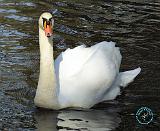 Mute Swan 9P51D-023